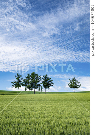 Biei hills with fresh greenery 104674003