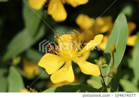 Yellow willow flowers (using a macro lens, outdoor natural light, close-up photography Yellow willow flowers (using a macro lens, outdoor natural light, close-up photography 104674077