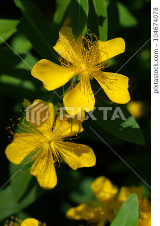 Yellow willow flowers (using a macro lens, outdoor natural light, close-up photography Yellow willow flowers (using a macro lens, outdoor natural light, close-up photography 104674078