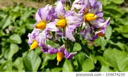 紫花 紫花 104674230