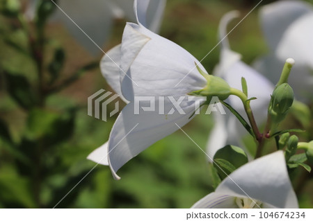 初夏花園裡盛開的白色風鈴草花 104674234
