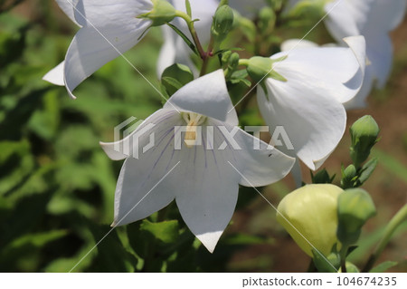 初夏花園裡盛開的白色風鈴草花 104674235