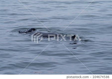 Whale surfacing in Walvis Bay Whale surfacing in Walvis Bay 104674586