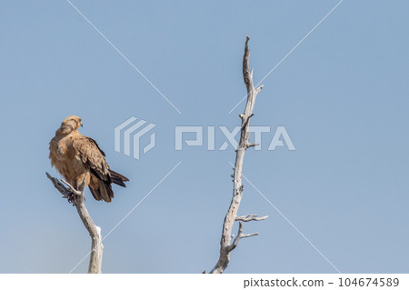 Tawny Eagle in Etosha 104674589