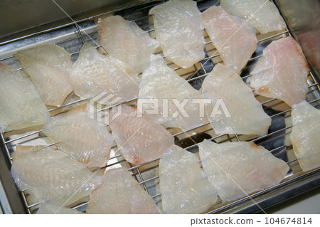 Pure white filefish meat that has been washed to prepare it for namaboshi (background of stainless steel vat) 104674814