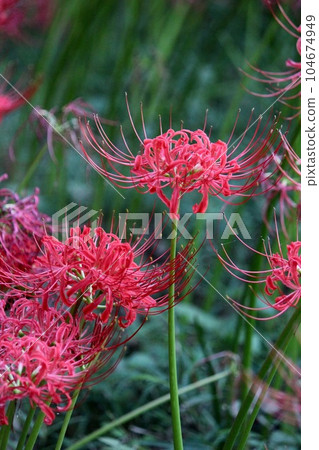 Cluster amaryllis Cluster amaryllis 104674949