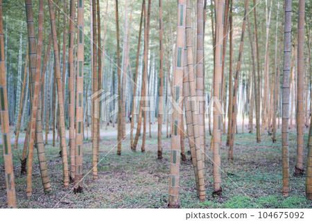 竹林 竹林 104675092