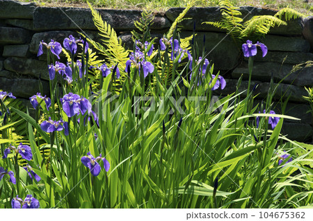 catmint hill catmint hill 104675362