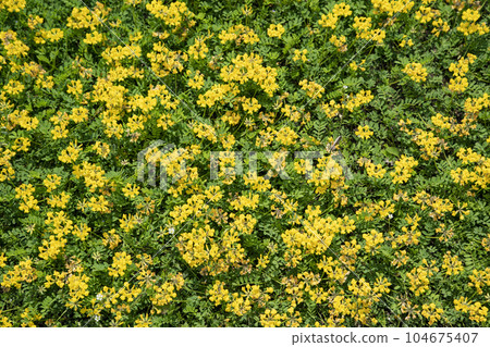 catmint hill 104675407