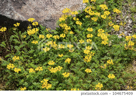 catmint hill catmint hill 104675409