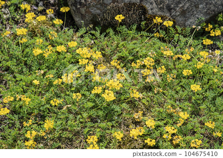 catmint hill catmint hill 104675410