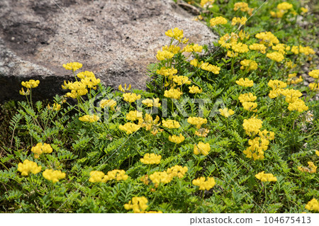 catmint hill 104675413