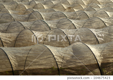 A field landscape with a beautiful insect-repellent cheesecloth tunnel shining in the late autumn sun. A field landscape with a beautiful insect-repellent cheesecloth tunnel shining in the late autumn sun. 104675423