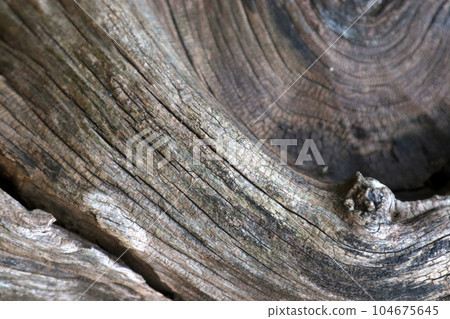 Gray texture of twisted knots and scratches of a large withered and collapsed tree Gray texture of twisted knots and scratches of a large withered and collapsed tree 104675645