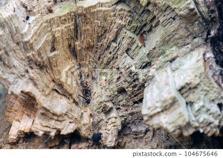 Fallen cross-section texture of a semicircular old fallen tree decaying in the forest 104675646