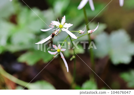 Diamondishito Diamondishito 104676047