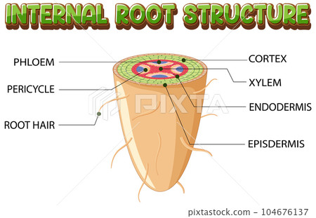 Internal structure of root diagram Internal structure of root diagram 104676137