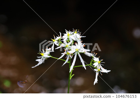 Daimonjisou Daimonjisou 104676153