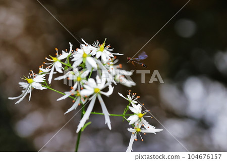 Daimonjisou Daimonjisou 104676157