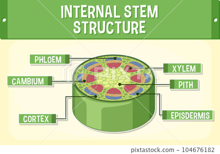 Internal structure of stem diagram Internal structure of stem diagram 104676182