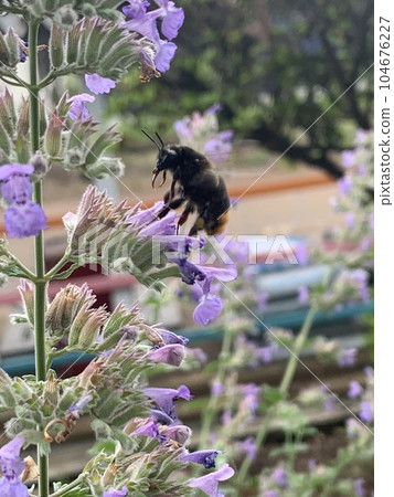 蜜蜂棲息在一朵紫色的花上 蜜蜂棲息在一朵紫色的花上 104676227