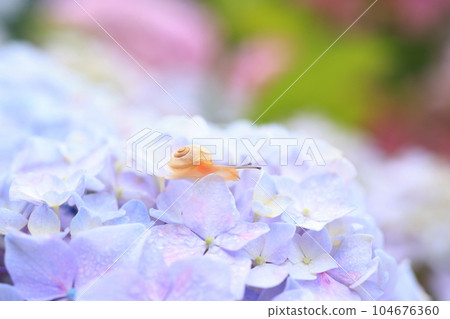 蝸牛3371 104676360