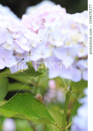 Snail3437 Snail3437 104676377