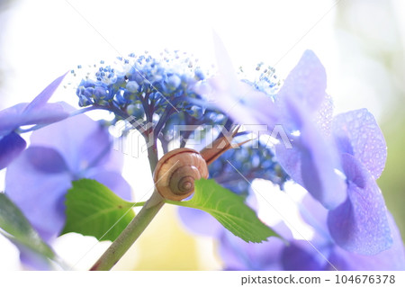 Snail 3076 104676378