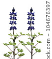 藍色羽扇豆花 104676397