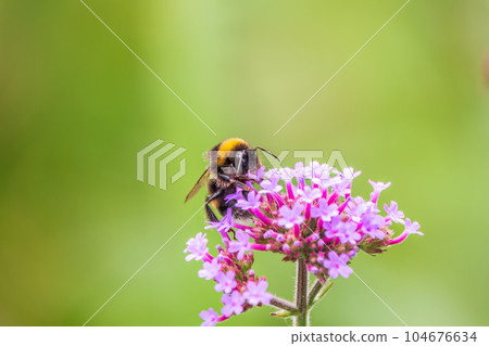 Bumble-bee sitting on Verbena purple flower in green garden 104676634