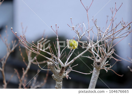 A white-eye perched on a dogwood branch in a winter city A white-eye perched on a dogwood branch in a winter city 104676665