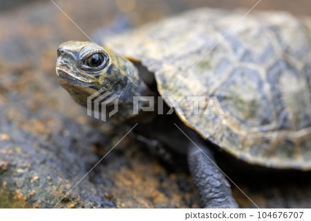 日本石龜 石龜 石龜 龜 龜 104676707