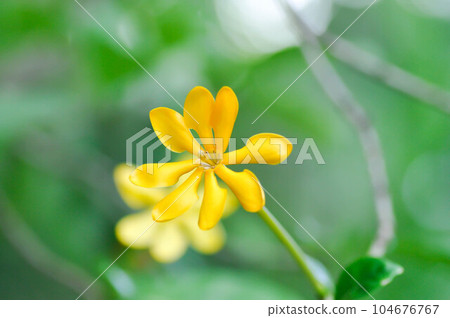 Gardenia carinata, Rubiaceae 104676767