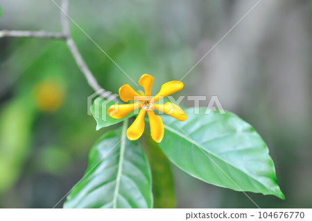 Gardenia carinata, Rubiaceae 104676770