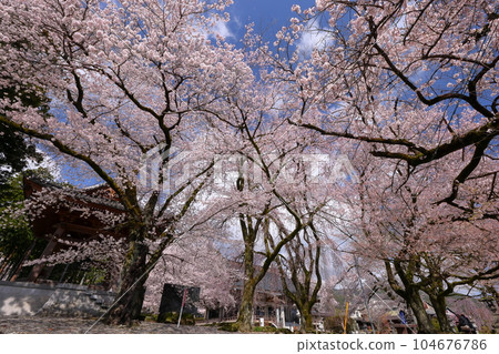 山梨縣南阿爾卑斯市上一之瀨 著名的賞花勝地 高峰山妙靈寺 山梨縣南阿爾卑斯市上一之瀨 著名的賞花勝地 高峰山妙靈寺 104676786