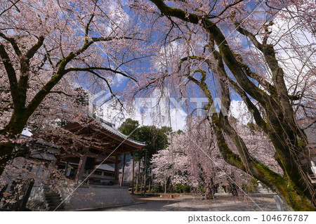 山梨縣南阿爾卑斯市上一之瀨 著名的賞花勝地 高峰山妙靈寺 山梨縣南阿爾卑斯市上一之瀨 著名的賞花勝地 高峰山妙靈寺 104676787