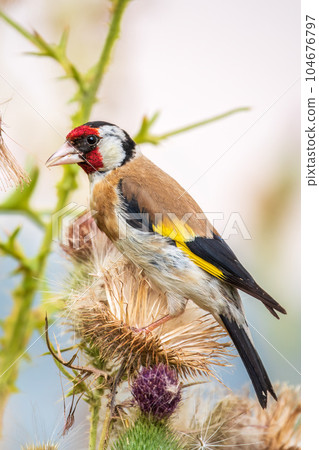 European goldfinch, feeding on the seeds of thistles. Carduelis carduelis. European goldfinch, feeding on the seeds of thistles. Carduelis carduelis. 104676797