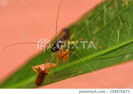 綠大齒螳 104676871