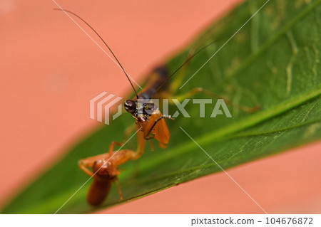 綠大齒螳 104676872