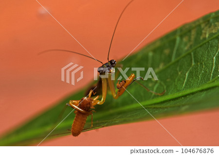 綠大齒螳 104676876