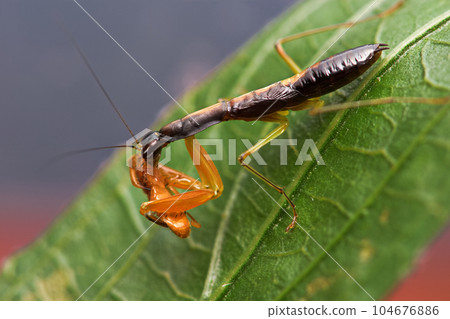 綠大齒螳 104676886