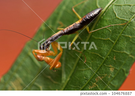 綠大齒螳 104676887