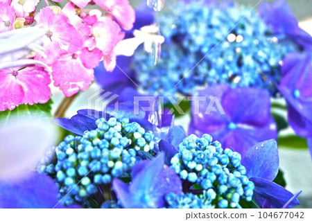 Hydrangea wet in the rain Hydrangea wet in the rain 104677042