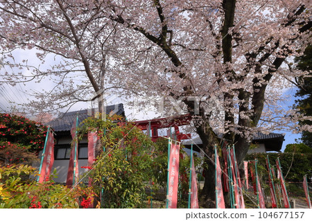Kamiichinose, Minami Alps City, Yamanashi Prefecture Takaminesan Myoryoji Temple, a famous cherry blossom viewing spot, adjacent to Fukutoku Inari Daimyojin and the torii gate 104677157