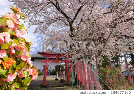 Kamiichinose, Minami Alps City, Yamanashi Prefecture Takaminesan Myoryoji Temple, a famous cherry blossom viewing spot, adjacent to Fukutoku Inari Daimyojin and the torii gate 104677160