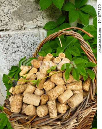 There are wine corks in an old wicker basket. Grapes entwine a basket with wine corks. There are wine corks in an old wicker basket. Grapes entwine a basket with wine corks. 104677170