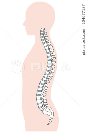 脊柱的解剖學 頸椎 胸椎 腰椎 側面視圖 104677187