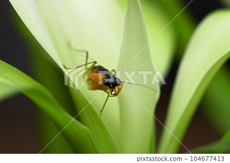 綠大齒螳 104677413