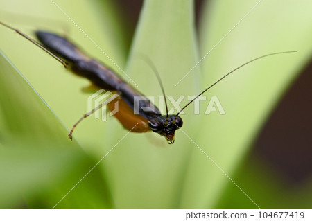 綠大齒螳 104677419