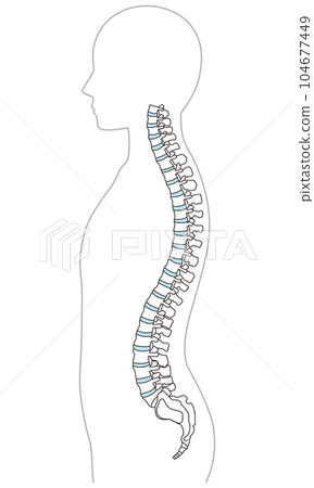 脊柱的解剖學 頸椎 胸椎 腰椎 側面視圖 104677449
